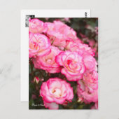 Rosa Nicole [Postkarte] Postkarte (Vorne/Hinten)