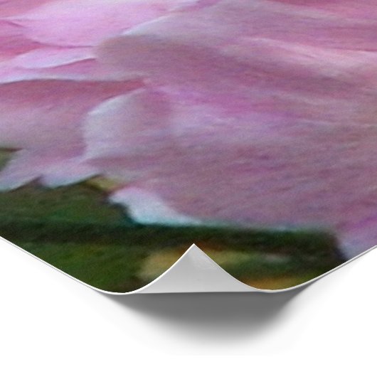 Rosa Noisette-Rose Poster (Ecke)