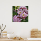 Rosa Noisette-Rose Poster (Küche)