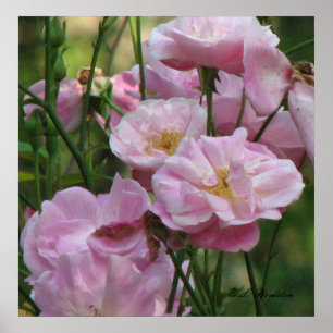 Rosa Noisette Rosen Poster