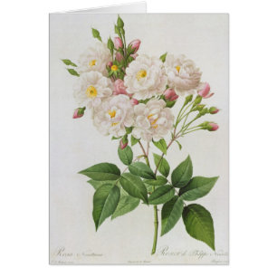 Rosa Noisettiana, from'Les Rosen