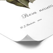 Rosa noisettiana poster (Ecke)
