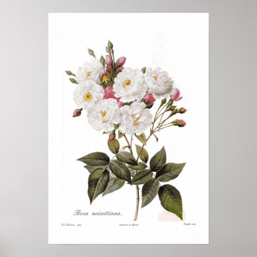 Rosa noisettiana poster (Vorne)