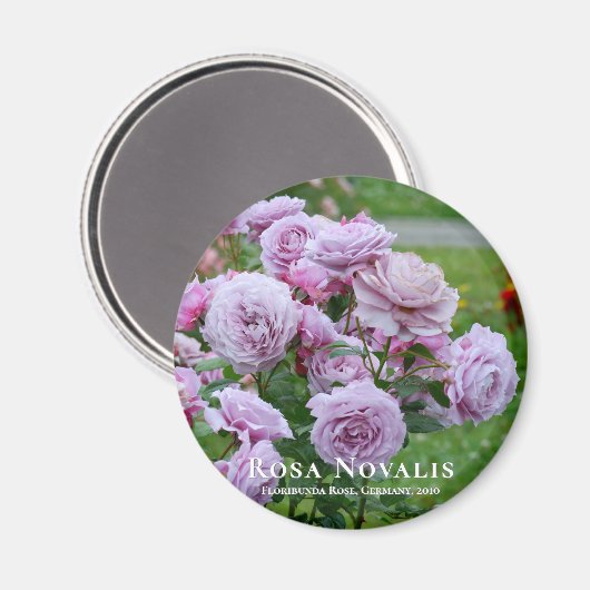 Rosa Novalis Magnet (Vorderseite/Rückseite)