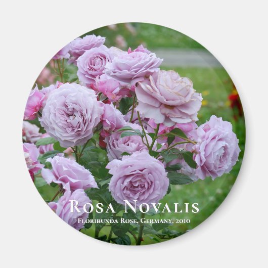 Rosa Novalis Magnet (Vorne)