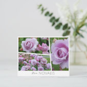 Rosa Novalis Postkarte (Stehend Vorderseite)