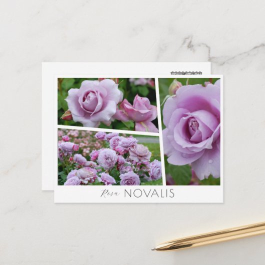 Rosa Novalis Postkarte (Vorderseite/Rückseite Beispiel)