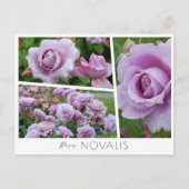 Rosa Novalis Postkarte (Vorderseite)