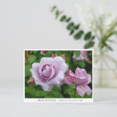 Rosa Novalis Postkarte (Stehend Vorderseite)