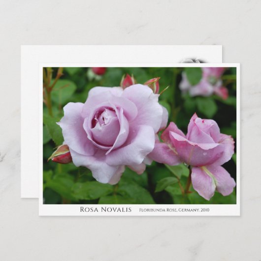 Rosa Novalis Postkarte (Vorne/Hinten)
