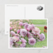 Rosa Novalis Postkarte (Vorne/Hinten)