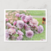 Rosa Novalis Postkarte (Vorderseite)