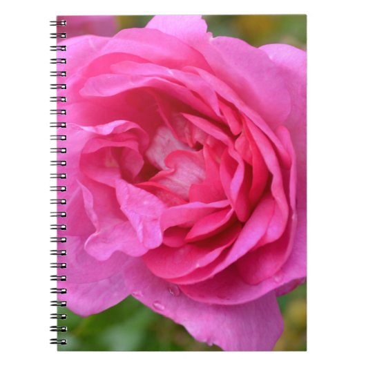 Rosa November-Rosen-Notizbuch Notizblock (Vorderseite)