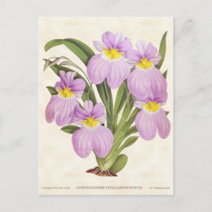 Rosa Odontoglossum Orchid Vintag Botanisch Postkarte