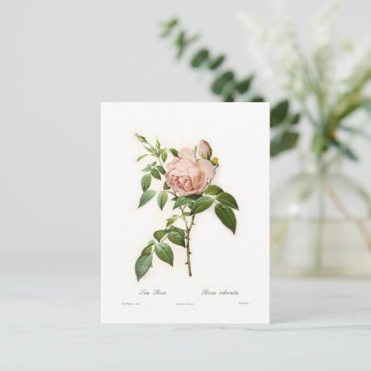 Rosa odorata postkarte (Stehend Vorderseite)