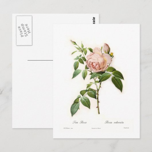 Rosa odorata postkarte (Vorne/Hinten)