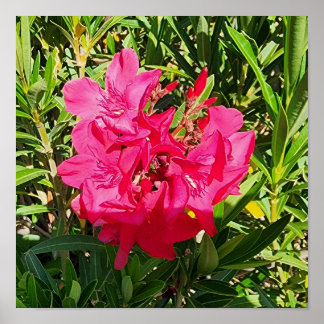 Rosa Oleander Blume Foto Poster