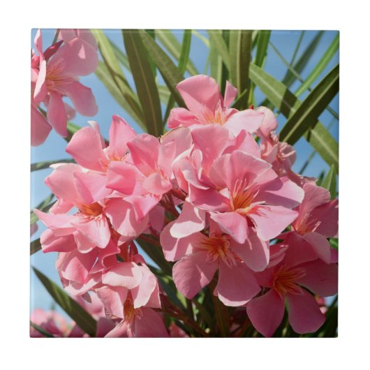 Rosa Oleander Fliese (Vorderseite)