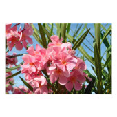 Rosa Oleander Foto Erweiterung (Vorne)