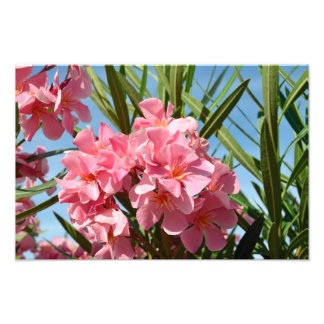Rosa Oleander Foto Erweiterung