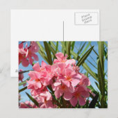 Rosa Oleander Postcard Postkarte (Vorne/Hinten)