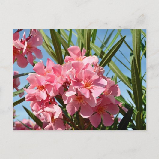 Rosa Oleander Postcard Postkarte (Vorderseite)
