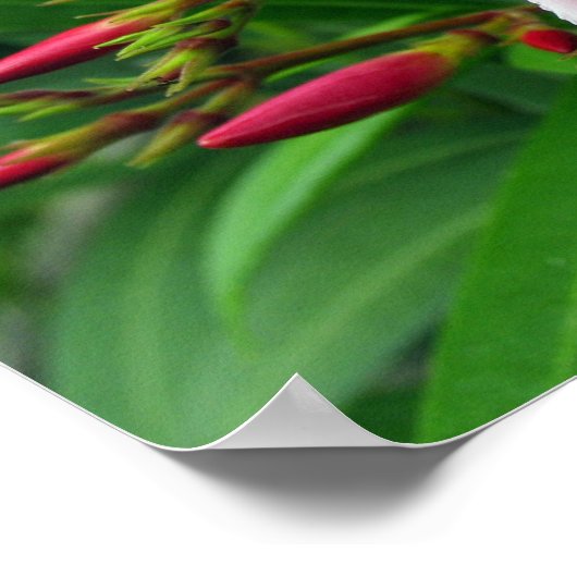 Rosa Oleander Poster (Ecke)