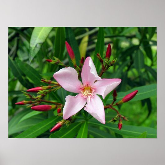 Rosa Oleander Poster (Vorne)