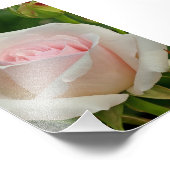Rosa Ophelia Hybrid-Rose Fotodruck (Ecke)