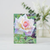 Rosa Ophelia [Postcard] Postkarte (Stehend Vorderseite)