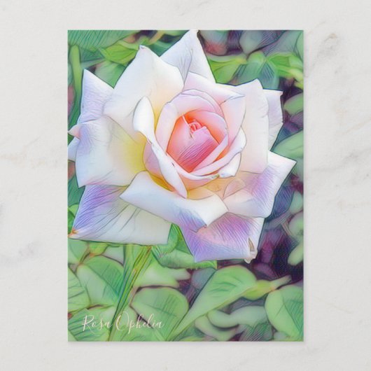 Rosa Ophelia [Postcard] Postkarte (Vorderseite)