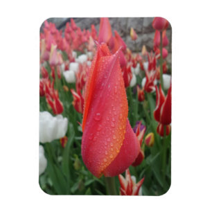 Rosa/orangefarbene Tulip-Blume 3"x4"-Magnet Magnet