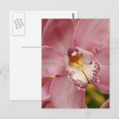 Rosa Orchiale Postkarte (Vorne/Hinten)