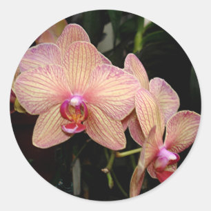 Rosa Orchid-Aufkleber Runder Aufkleber