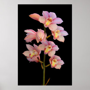 Rosa orchid-Blume Poster