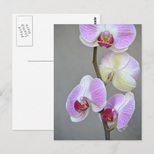 Rosa Orchid-Blume Postkarte (Vorne/Hinten)