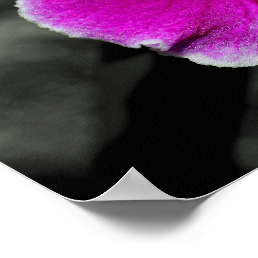 Rosa Orchid-Blume, teilweise farbig Poster (Ecke)