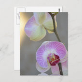 Rosa Orchid Expression Postcard Postkarte (Vorne/Hinten)