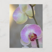 Rosa Orchid Expression Postcard Postkarte (Vorderseite)