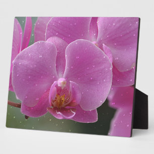 Rosa Orchid Plaque Fotoplatte