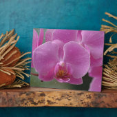 Rosa Orchid Plaque Fotoplatte (Seite)