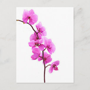 "Rosa Orchid" Postkarte