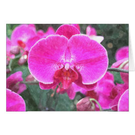 Rosa orchide Blume, Blumenfotografie