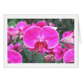 Rosa orchide Blume, Blumenfotografie