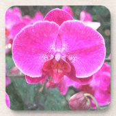 Rosa orchide Blume, Blumenfotografie Getränkeuntersetzer (Vorderseite)