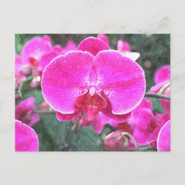 Rosa orchide Blume, Blumenfotografie Postkarte