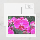 Rosa orchide Blume, Blumenfotografie Postkarte (Vorne/Hinten)