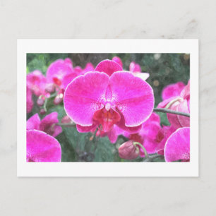 Rosa orchide Blume, Blumenfotografie Postkarte