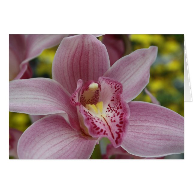 Rosa Orchidee (Vorderseite (Horizontal))