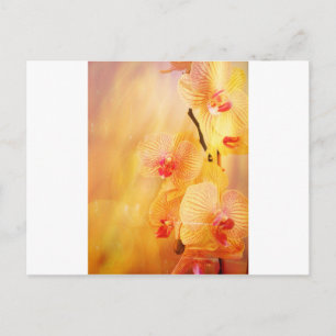 Rosa Orchidee Postkarte